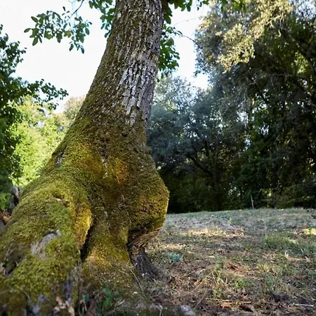 Domaine De Cantegrel - Gites De Charme Et Suite Troglodyte En Perigord Vitrac  Exterior photo